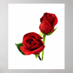 STARTING UNDER $20 - Two Red Roses Print