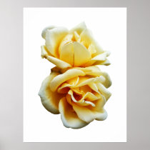 STARTING UNDER $20 - Two Yellow Roses Print