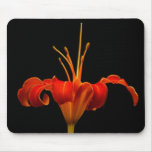 Stately Day lily and meaning Mouse Pads