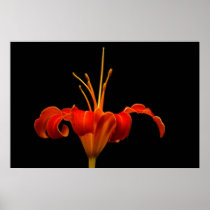 Stately Day lily and meaning Posters