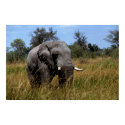 Stately Elephant posters by MuseMagic Stately Elephant posters