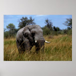 Stately Elephant Print