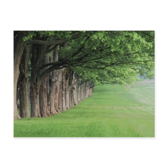 stately_row_of_trees_louisville_kentucky_postcard-p239261643295349994en7lo_216.jpg?max_dim=328