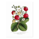 Stawberry Postcards