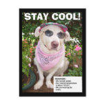 STAY COOL! POST CARDS