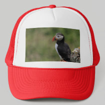 Steady as a Rock Puffin Hat