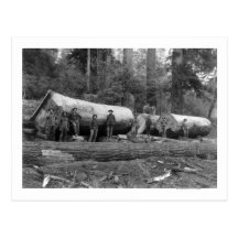 Steam Logging in the Cascades of Washington Stat Post Card