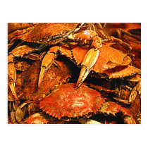 Steamed Maryland Hard Crabs postcards