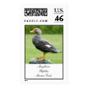 Steamer Duck postage