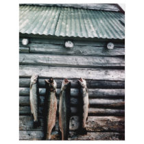 Steelhead Trout or Rainbow Trout Hanging on Side o flyers by animalpark Steelhead Trout or Rainbow Trout Hanging on Side o flyers