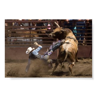 Steer rider takes a fall poster by pshaw_photo
