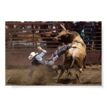 Steer rider takes a fall posters