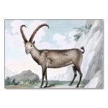 Steinbock (Ibex) Illustration Table Card