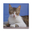 Stella Cat Magnet by emele1 Stella Cat Magnet