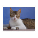 Stella Cat Postcard