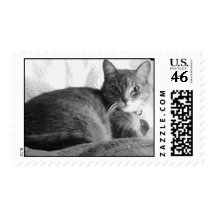 Stella Cat Stamp