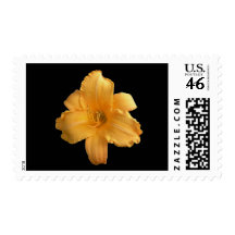 'Stella D'Oro' Postage