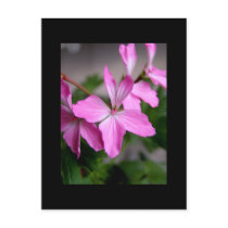 Stellar geranium 'Graffiti pink' postcards