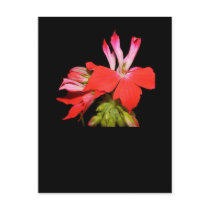 Stellar geranium 'PAC Fireworks' postcards