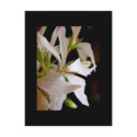 Stellar geranium 'Vectis glitter' postcards by sweden_otsi Stellar geranium 'Vectis glitter' postcards