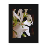 Stellar geranium 'Vectis glitter' postcards