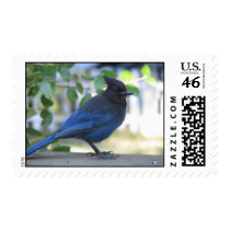 Stellar Jay 42 postage