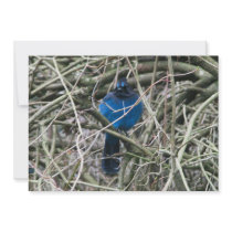 STELLAR JAY PERSONALIZED INVITE