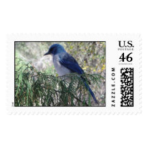 Stellar Jay Stamps