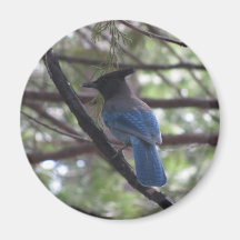 Stellar Jay- Yosemite Fridge Magnets