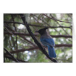 Stellar Jay- Yosemite Greeting Cards