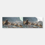 Stellar sea lions on Buldir Island Bumper Sticker