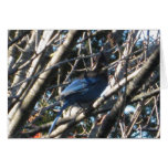 Stellars Jay Card