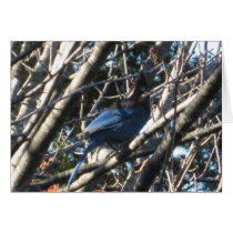 Stellars Jay Card