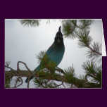Stellars Jay or Chara Crestada