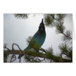 Stellars Jay or Chara Crestada