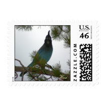 Stellars Jay postage