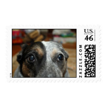 Stella's Eyes Stamps