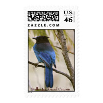 Steller Jay, Grand Canyon postage