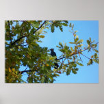 Steller Jay in Oak Tree Print