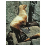 Steller Sea Lion and Pup flyers