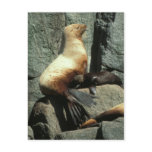 Steller Sea Lion and Pup Postcard