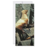 Steller Sea Lion and Pup Rack Card Template