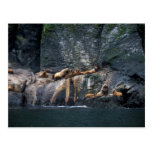 Steller Sea Lion Haulout in the Aleutian Islands Post Cards