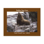 Steller Sea Lion Postcard