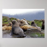 Steller Sea Lions - Fine Art Prints