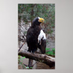 Stellers Eagle Framed Prints