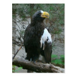 Stellers Eagle Postcard