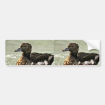Steller's Eider Female Bumper Sticker