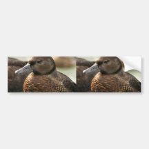 Steller's Eider Female Bumper Sticker