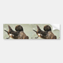 Steller's Eider Female Bumper Stickers
